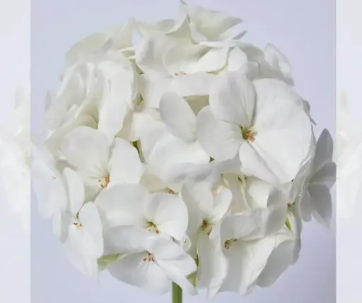 [290126001] Шимтэглээ Е179 Бланка F1