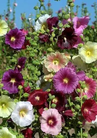 [29020101009] Шток роза /Alcea (Althaea) rosea Indian Spring mixed Холимог өнгө h200см 1 гр/