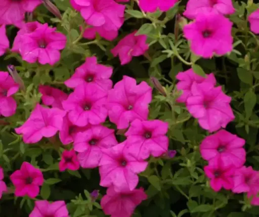 [290122006] Хун цэцэг Петуния 20см high ягаан