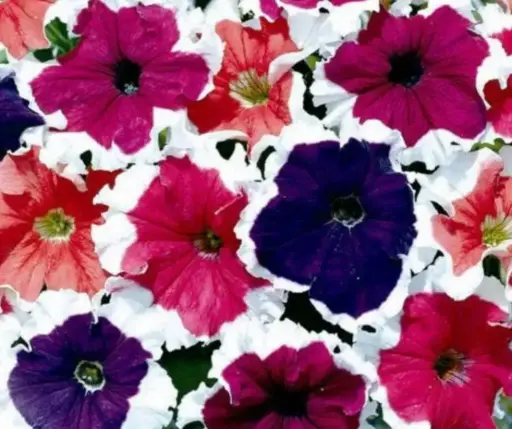 [290122007] Хун цэцэг Петуния 6330 Frost mix F1