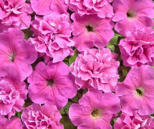 [290122010] Хун цэцэг Петуния E1351 Роза Бонер