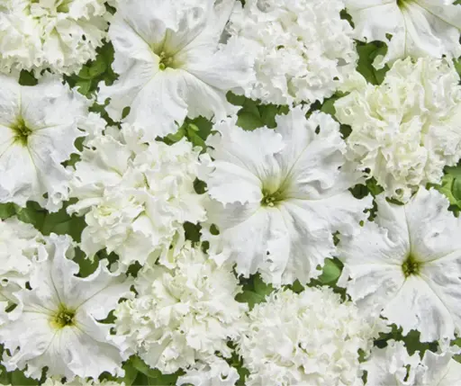 [290122011] Хун цэцэг Петуния E1352 Белая махровая