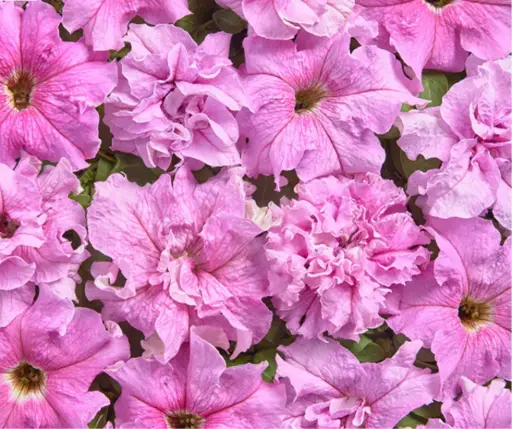 [290122012] Хун цэцэг Петуния E1353 Мир