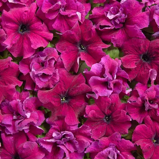 [290122013] Хун цэцэг Петуния E1354 Пурпурная низкорослая