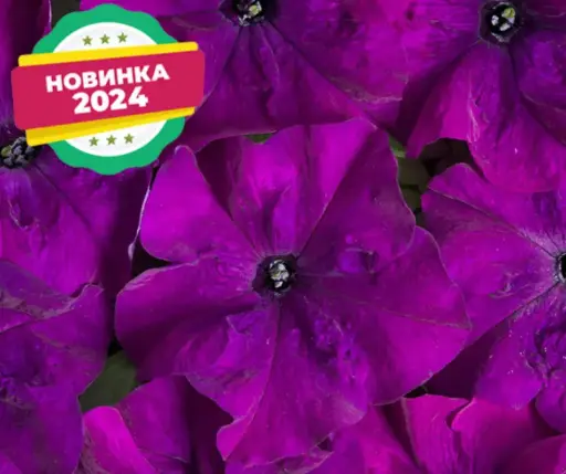 [290122017] Хун цэцэг Петуния E228 Мистрал Фиолетовая F1