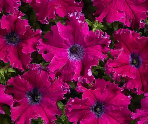 [290122019] Хун цэцэг Петуния E450 Афродита Пурпурная F1 