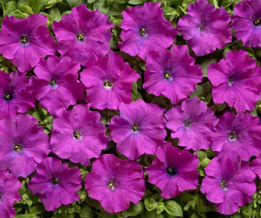 [290122022] Хун цэцэг Петуния E597 Фиолетовая F1 