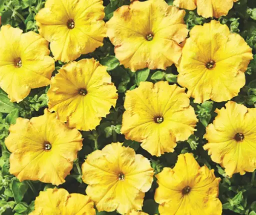 [290122024] Хун цэцэг Петуния E620 Лавина Желтый каприз F1