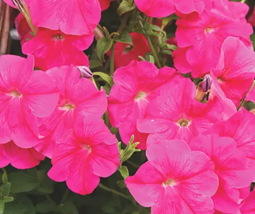 [290122025] Хун цэцэг Петуния E635 Лавина Розовая F1