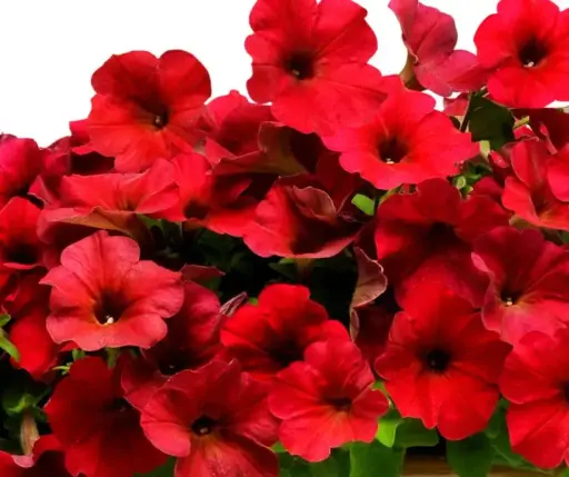 [290122026] Хун цэцэг Петуния h20 см high Улаан