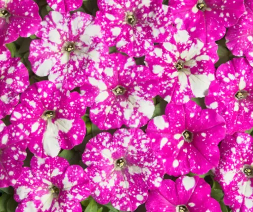 [290122038] Хун цэцэг Петуния Е340 Дот Стар Дип Пинк F1