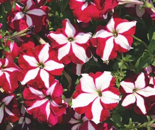 [290122045] Хун цэцэг Петуния Е637 Лавина Пурпурная звезда F1