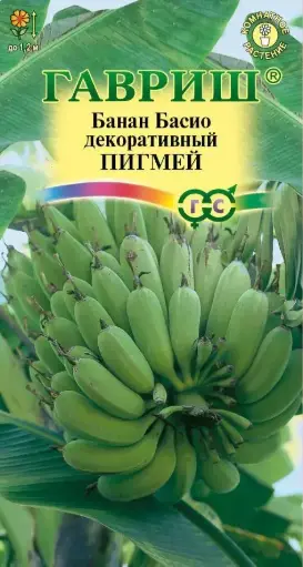 [290202016] Банан Басио декоративный, Пигмей