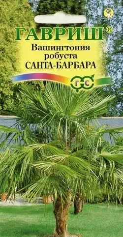 [290202020] Вашингтония мощная САНТА-БАРБАРА