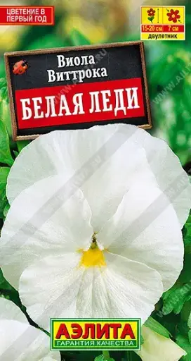 [29020102011] Виола Белая леди