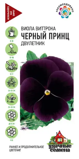 [29020102018] Виола Виттрока Чёрный Принц двулетник