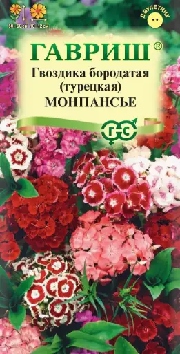 [29020102036] Гвоздика бородатся Монпансье