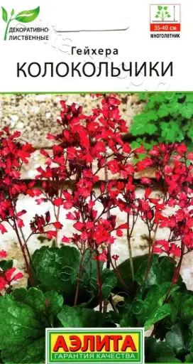 [29020101025] Гейхера Колокольчики