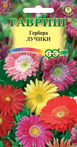 [290202023] Гербера Лучики