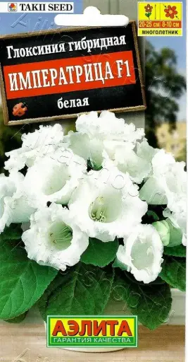 [29020101031] Глоксиния Императрица белая F1