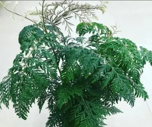 [290202029] Гревиллея Зеленый остров 0,2 г