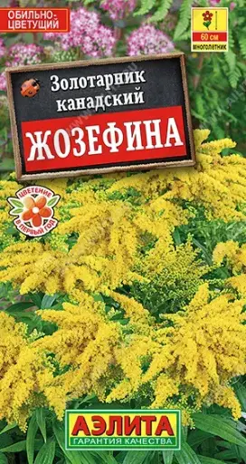 [29020101044] Золотарник Жозефина