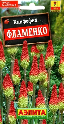 [29020101049] Книфофия ягодная Фламенко