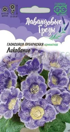 [290202037] Лавандовые Грезы Глоксиния Прекрасная Ликование 