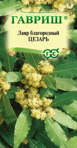 [290202038] Лавр Благородный Цезарь