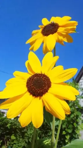 [29020103222] Наранцэцэг Подсолнечник декоративный Стелла