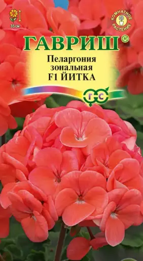 [290202045] Пеларгония зональная F1 ИЙТКА
