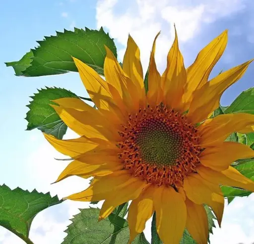 [29020103259] Подсолнечник Воронежский 638 - Наранцэцэг 