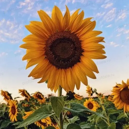 [29020103265] Подсолнечник Енисей - Наранцэцэг  