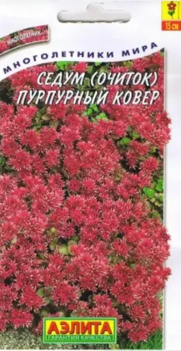 [3102012] Седум Пурпурный ковёр