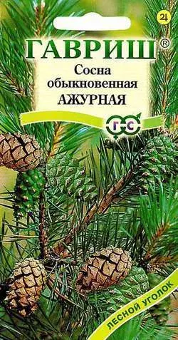 [290202047] Сосна обыкновенная АЖУРНАЯ