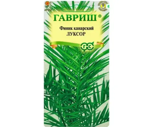 [290202051] Финик канарский Луксор