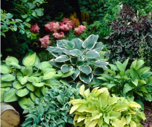 [29020101073] Хоста Микси, смесь сортов