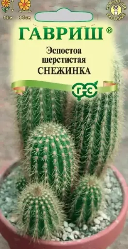 [290202056] Эспостоа шерстистая (Кактус) Снежинка