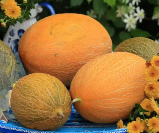 [260127002] Амтат гуа Солнечный бриз