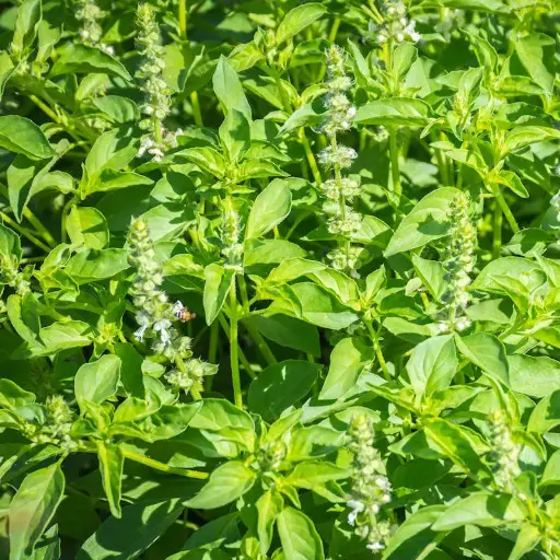 [260128003] Базилик Лимон /500.900/