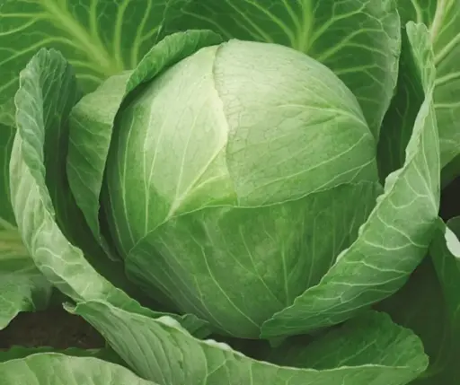 [260116001] Байцай Золотой гектар 1432