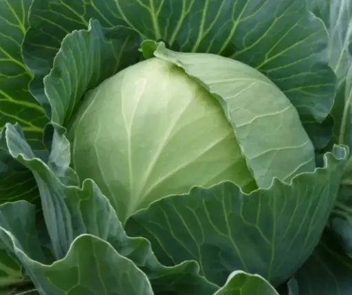 [260116002] Байцай Белорусская 455