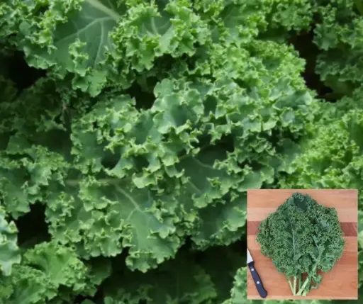 [260119001] Кели байцай Dwarf Green Curled /62.680/