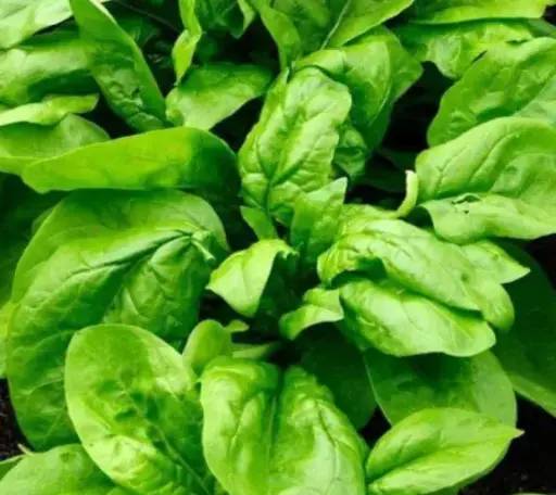 [260109002] Бууцай Исполинский кг