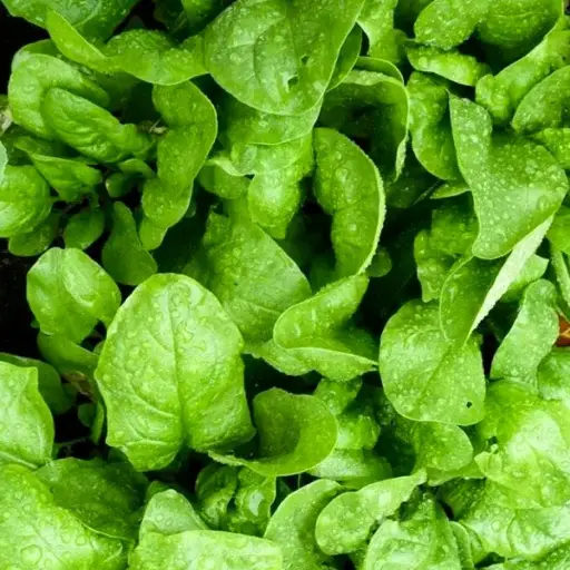 [260109003] Бууцай Матадор кг