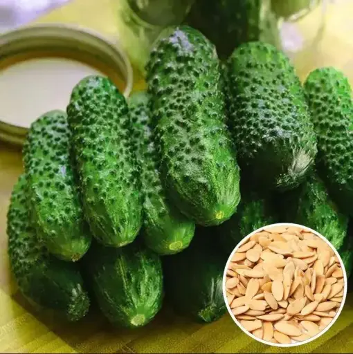 [260101002] Өргөст хэмх Цезарь F1 cucumber /451.100/