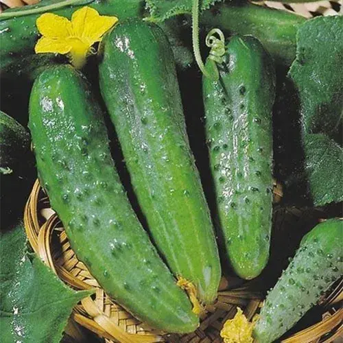 [260101005] Өргөст хэмх / Cucumber Зозула/ /449.470/