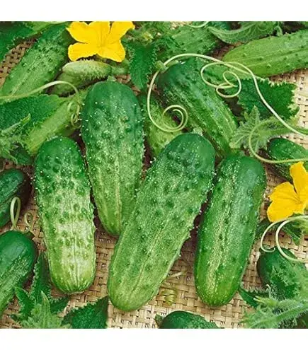 [260101006] Өргөст хэмх Дар /450.000/