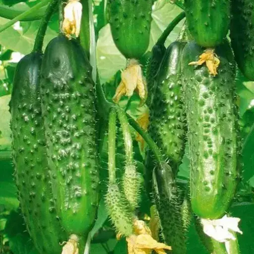 [260102001] Өргөст хэмх - Огурец Надежный