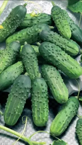 [260102003] Өргөст хэмх Феникс 30гр